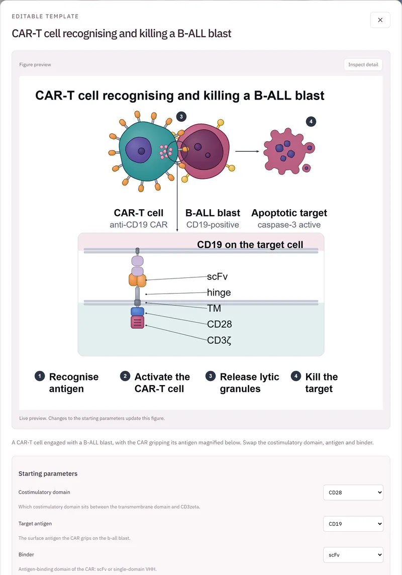 Template preview: the CAR in its membrane with labels scFv, hinge, TM, CD28 and CD3 zeta, and the four steps, after the costimulatory domain was set to CD28.