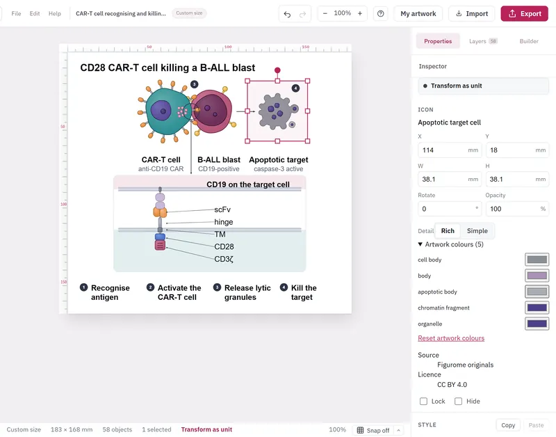 The edited figure, retitled CD28 CAR-T cell killing a B-ALL blast, with the apoptotic target cell selected and recoloured grey.
