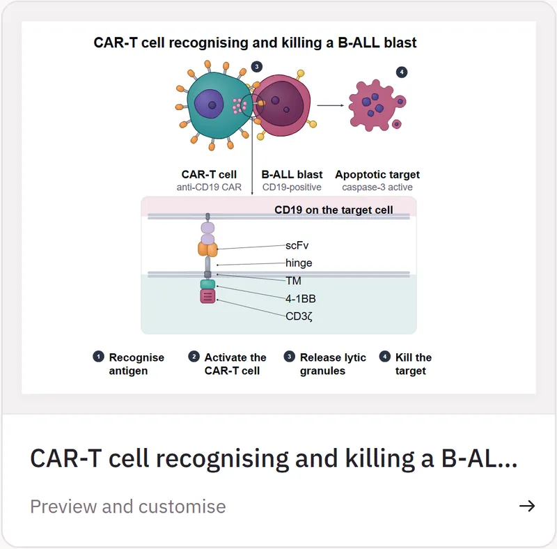 Close-up at phone width: the CAR-T cell recognising and killing a B-ALL blast template, with Preview and customise.