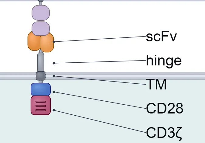 Close-up of the CAR domains in the preview: scFv, hinge, TM, CD28 and CD3 zeta.